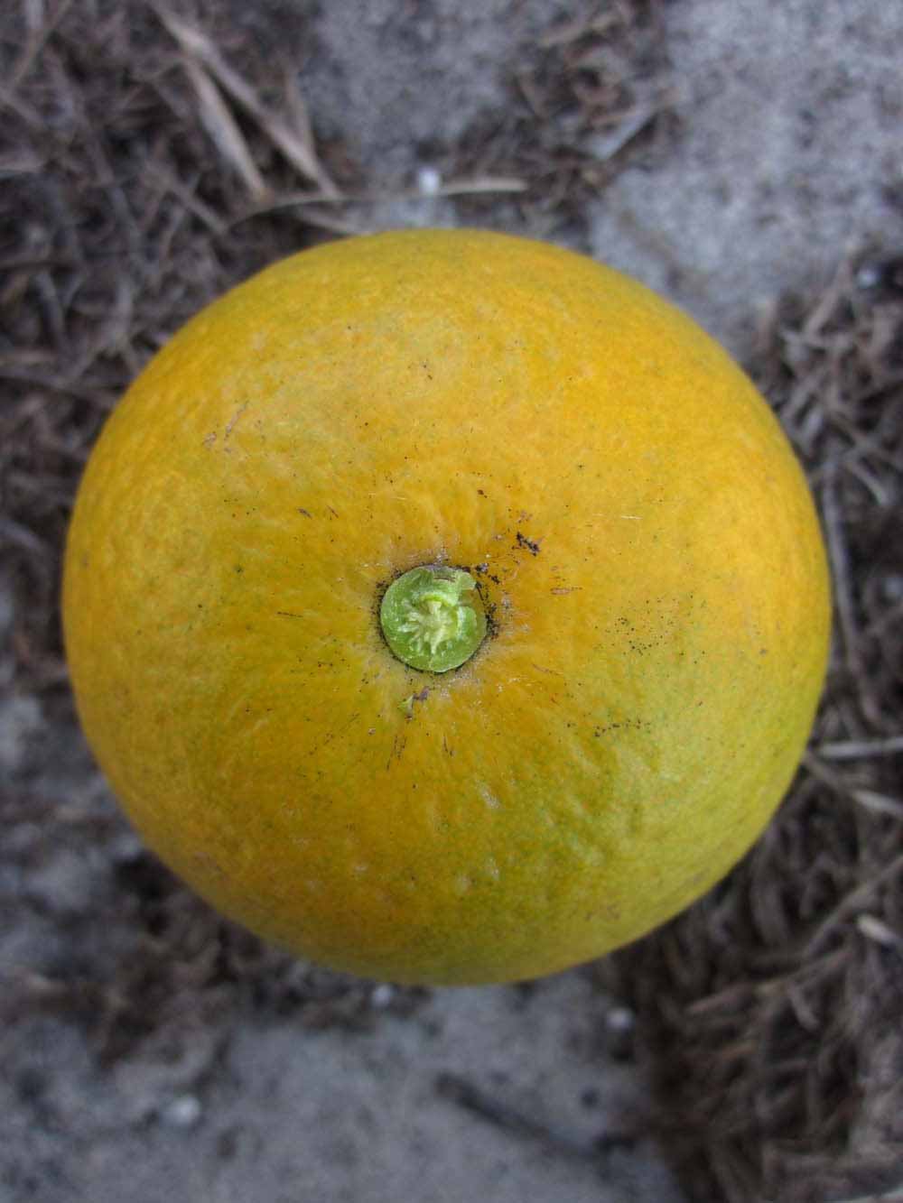            Fruit (Winter Haven, FL)   